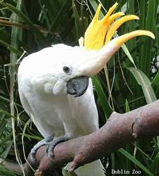 Imagens do Reino das Aves, bairro Jardim Bela Vista - Rio Claro